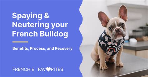  Spaying your female Frenchie eliminates the possibility of her contracting uterine or ovarian cancer, and it decreases her chance of developing breast tumors, especially if performed before her first menstrual cycle