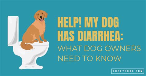  Speaking of water, a good tip to keep in mind while taking care of a pet with diarrhea is to keep their water clean and constantly refilled, to keep them from experiencing dehydration as a side effect of diarrhea