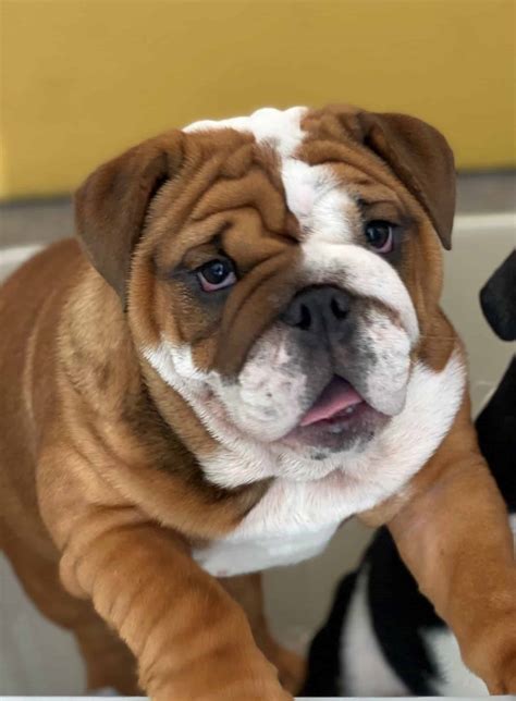  Special Requirements Bulldogs are a brachycephalic breed