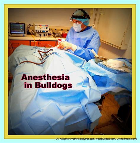 Special precautions must be taken when anesthetizing a Bulldog