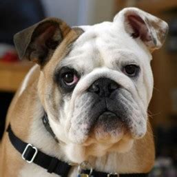  Specifically, English Bulldogs have a condition known as dystocia due to foetal-pelvic disproportion