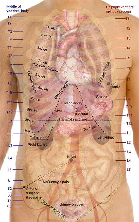  Specifically look at the spine at the top, and the abdomen or stomach behind the rib cage