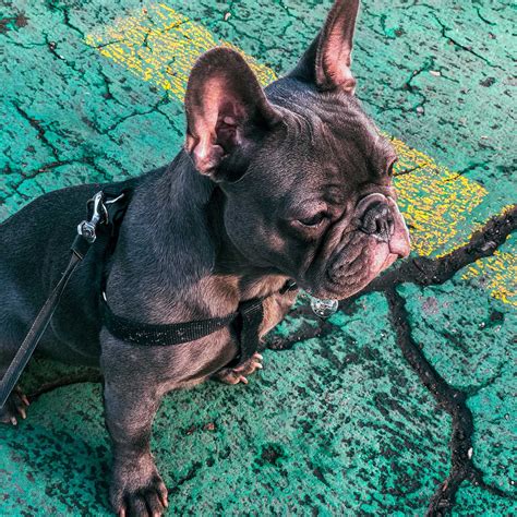  Spinal Disorders Spinal disorders are another health problem common among French bulldogs