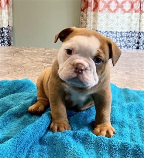  Spring Valley Bulldogs raises well socialized, healthy english bulldog puppies and french bulldog puppies