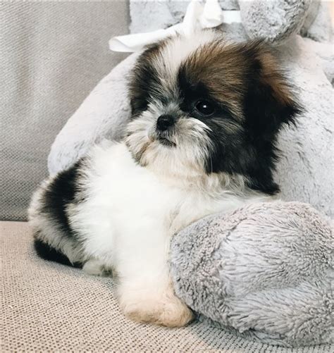  Spunky and smart ckc Shih Tzu babies 2 male and female s and female with a wonderful