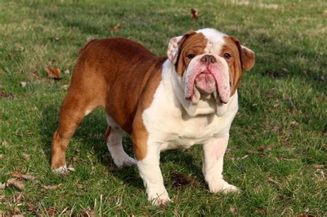  Stacked Bulldogs only use quality studs and females to give you a better quality puppy