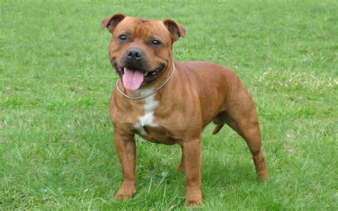  Staffordshire Bull Terrier Highlights Loving and Affectionate: They are renowned for their affectionate and loving nature, often forming strong bonds with their human family members