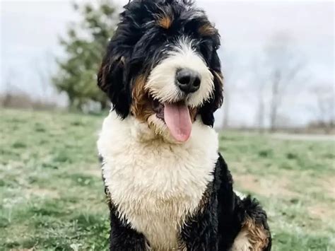  Standard Bernedoodles are the largest of the three