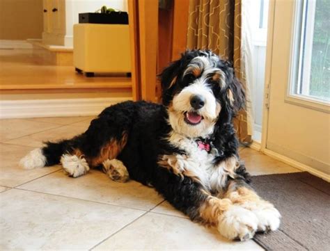  Standard Bernedoodles can range from moderate to high energy