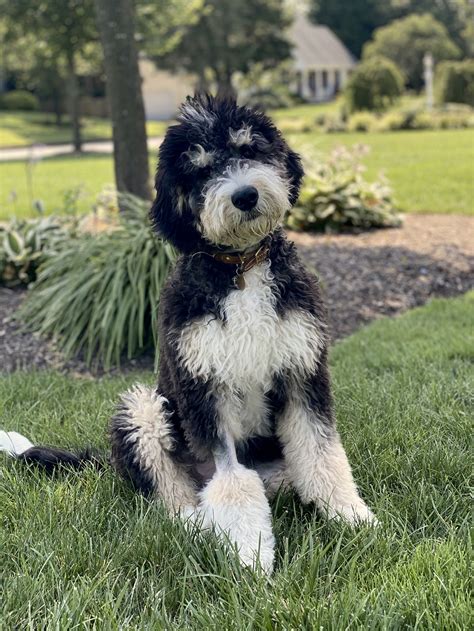  Standard Bernedoodles will be close to their adult size at one year but may continue to grow until they reach two years or later