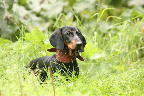  Standard Dachshunds usually stand inches tall and weigh pounds