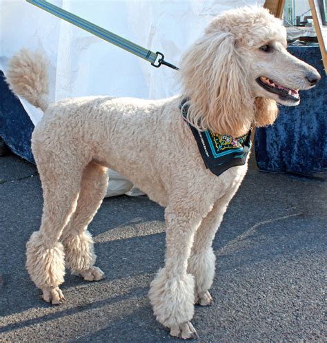  Standard Poodle Over 15 inches tall at the shoulders; commonly 18 to 24 inches tall, preference is 22 to 27 inches tall