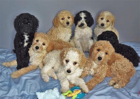  Standard Poodle Puppies in Michigan
