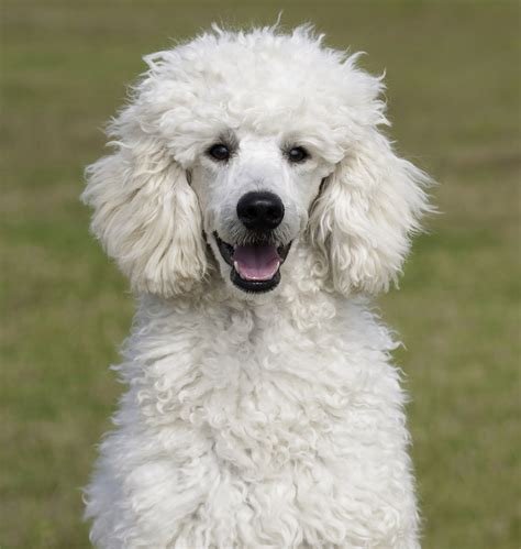  Standard Poodles are active and energetic, but they tend to be a bit more reserved and calm than Miniature and Toy Poodles