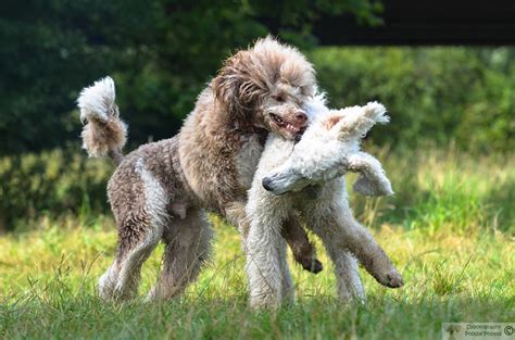  Standard Poodles are also playful and fearless