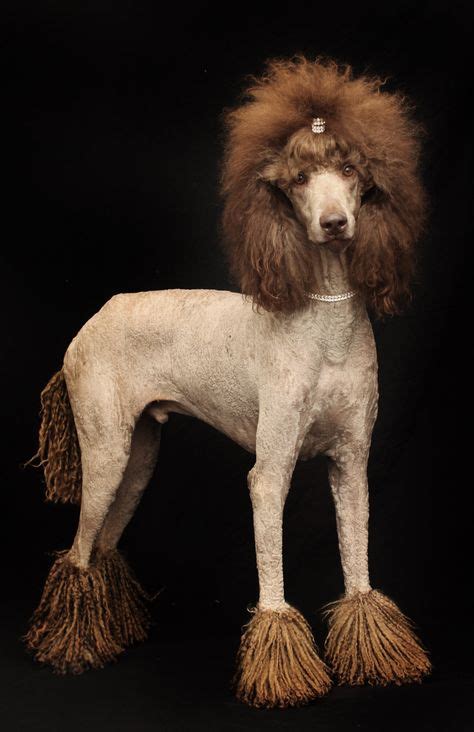  Standard Poodles are tall and have slender, muscular bodies