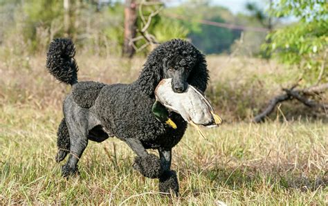  Standard Poodles or "duck dogs" are the second-most intelligent breed known for obedience, tracking, and