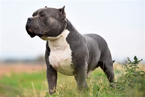  Standard Standard type in side view The standard American Bully type is a medium-sized dog with a compact bulky muscular body, heavy bone structure and blocky head
