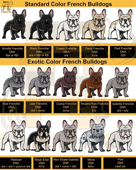  Standard coat colors for Frenchies are Brindle, Cream, Fawn, and combinations of these