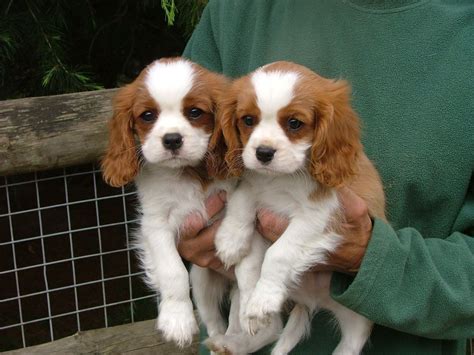  Standing 12 to 13 inches tall, the Cavalier King Charles Spaniel can be ruby, black and tan, tri-color, or Blenheim red and white