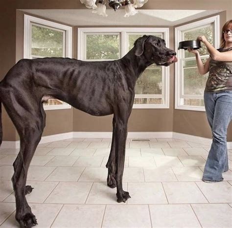  Standing just 14 to 15 inches, this is a breed who is meant to be thick and heavy