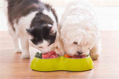  Start small to ensure your pet has a positive experience with this wellness resource