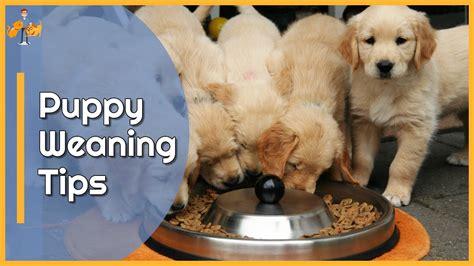  Start to wean your Lab off the puppy food and onto the adult food bit by bit, no more than half a cup at a time