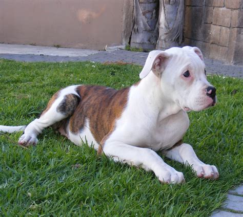  Start training your American Bulldog puppy early to get them used to the ropes