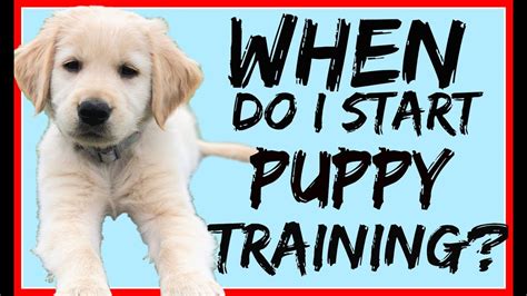  Start training your puppy the day you bring him home