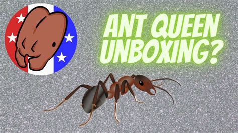  Stateside Ants is America