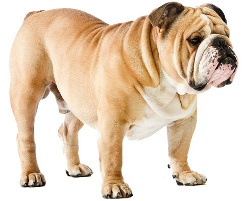  Statistics from the Orthopedic Foundation for Animals indicate that of the Bulldogs tested between and 30 years , 