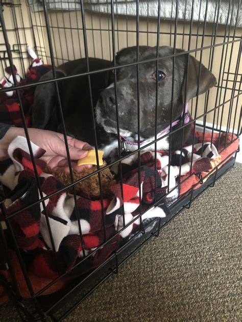  Stella likes her crate and will go in on command although sometimes she needs a little treat as a bribe to go in