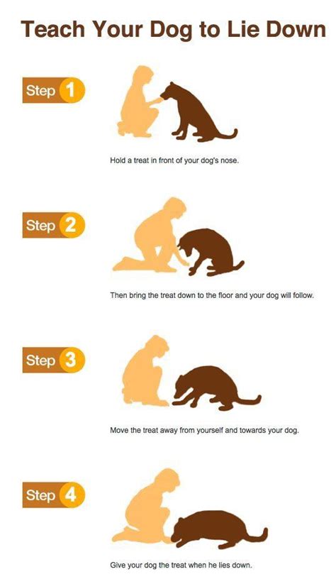  Step 5: Place your dog down To lower your dog back to the floor or on another surface, squat straight down and let go only when their feet touch the ground