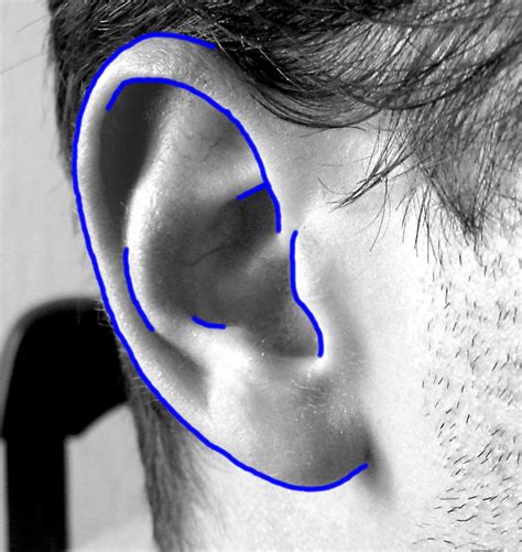 Step 6 — Complete the contours of the ears Draw the inner contours of the ears