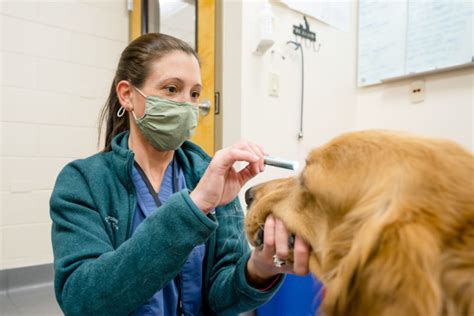  Stephanie McGrath, testing cannabidiol, or CBD, as a potential treatment for canine epilepsy was a no-brainer