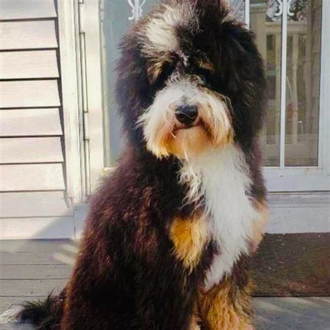  Sterling Ridge Bernedoodles This breeder has been in business for over 12 years