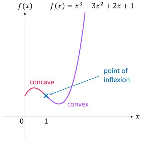  Stifles have a gentle convex curve when viewed from the side