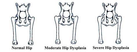  Still, they also predict the probability that your dog will develop certain health conditions such as hip dysplasia, which is common in German Shepherds