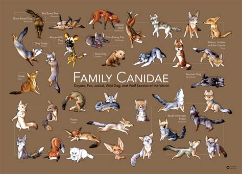  Still, they are part of the Canidae family in the same way as other domesticated dogs are