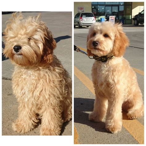  Still have questions about goldendoodle puppy grooming? Learn more about what shampoos and brushes to purchase for grooming your goldendoodle from a professional goldendoodle groomer