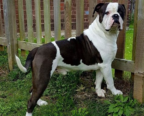  Stodghill to provide her with a plan so that she could insure th Character The Alapaha Blue Blood Bulldog is a grand, powerful, exaggerated bulldog with a broad head and natural drop ears