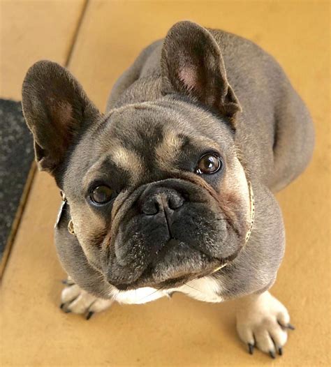  Stop by Citipups today and take home your new best friend! French Bulldogs are relatively easy to train and make good watchdogs