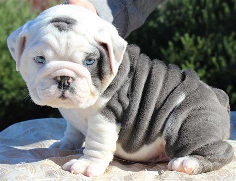  Stout, wrinkly, English bulldogs are what most people think of when they hear bulldog, while their American counterparts are taller and more muscular