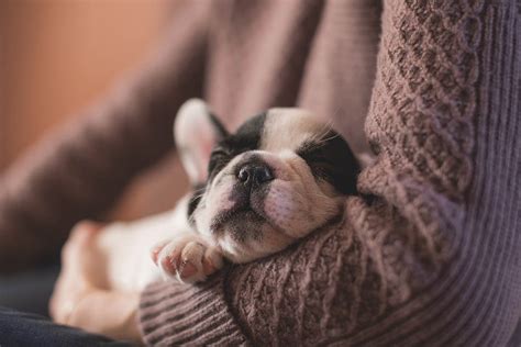  Stress, anxiety, boredom, diet, or disease can all be factors for why your dog is sleeping more than usual