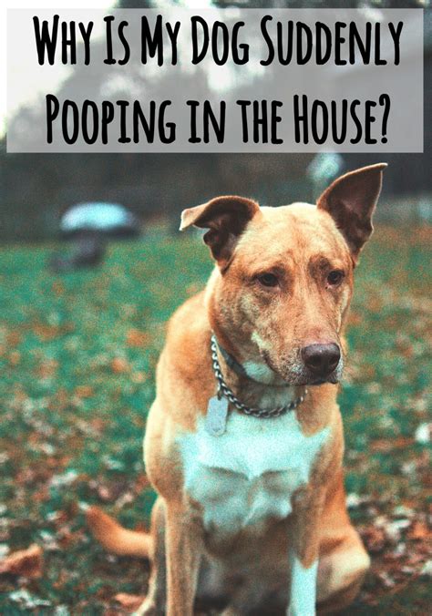  Stress, especially if the dog has been punished in the past for pooping in the home