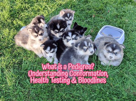  Strong bloodlines, strict health requirements and temperament tested adults combined with 20 years of breeding experience brings healthy and happy puppies to our new families all across America and Canada