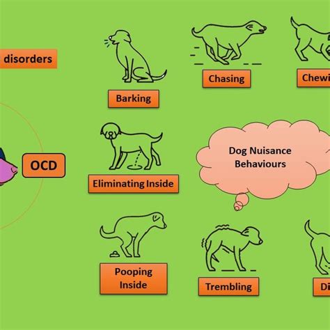  Studies on clinical efficacy of CBD-based products in the treatment of behavioral disorders in dogs