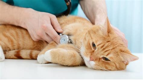  Studies show that cats diagnosed with FeLV are 60 times more likely to develop lymphoma