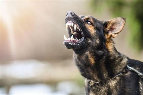  Studies show that pain is a likely cause of aggression in dogs that have never displayed irritation or hostility before
