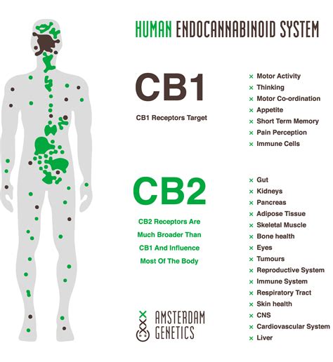  Studies suggest that CBD interacts with the endocannabinoid system in the body, which helps regulate essential bodily functions including appetite, sleep cycles, immune system responses, and more